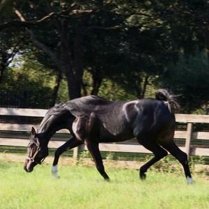 Meet your Posher, Becky